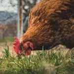 Table Scraps And Leftovers For Chickens: The Definitive Guide