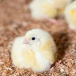 When Is the Best Time of Year to Raise Chicks