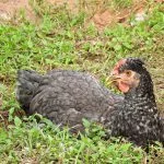 Olive Egger Chicken: Eggs, Appearance, And Care