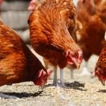 5 Best Organic Chicken Feeds: The Complete Buyer’S Guide
