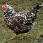Swedish Flower Hen: Appearance, Temperament, And Care
