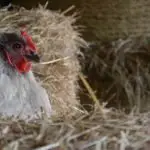11 Common Reasons Why Chickens Stop Laying Eggs (And How To Fix It)