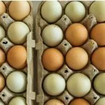 How Long Are Eggs Good For?