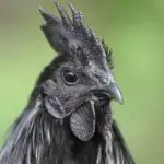The Ultimate Ayam Cemani Care Guide