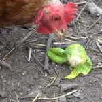 Can Chickens Eat Brussel Sprouts