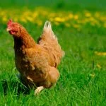 300 Awesome & Fun Chicken Names (For Hens & Roosters)