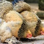 Top 7 Most Popular Giant Chicken Breeds