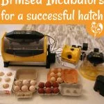 Hatching Chicken Eggs: A Step-By-Step Guide