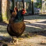 Barnevelder Chicken: Care Guide, Color Varieties And More