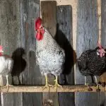 15+ Tips For Raising Chickens In Winter