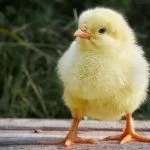 What To Expect Bringing Baby Chicks Home For The First Time