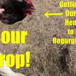 Sour Crop in Chickens: How to Treat It