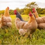 How Long Do Chickens Live? Average Life Expectancy