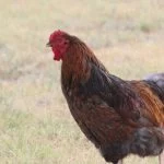 Blue Laced Red Wyandotte Guide: All You Need To Know