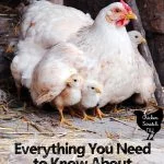 Broody Hen: Everything You Need To Know