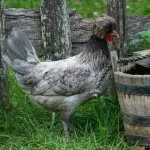 Polish Chickens: The Ultimate Breed Guide