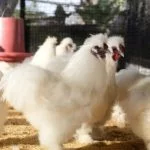 Top 12 Best Chicken Breeds With Feathered Feet