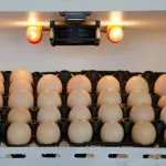 5 Best Egg Incubator Products For Raising Chicken Eggs