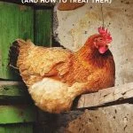 Chicken Diseases: The Complete List (And How To Treat Them)
