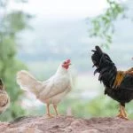 17 Best Small Chicken Breeds (Ranked by Size)