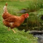 Golden Comet Chickens: Everything You Should Know