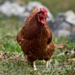 Rhode Island Red Chicks: Top 5 Best Hatcheries