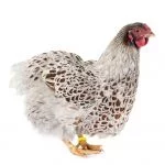 Blue Laced Red Wyandotte: Traits And Care Guide