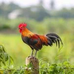 15 Best Rooster Breeds For Your Flock (With Pictures)