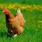 11 Reasons Why Chickens Make Great Pets