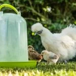 Automatic Chicken Waterers: What To Know Before Buying