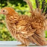 Frizzle Chicken All You Need To Know: Types, Eggs And More