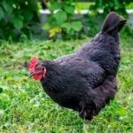 A-Z List Of Every Black Chicken