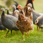 Raising Chickens For Beginners: 9 Things You Must Know
