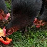 Can Chickens Eat Bell Peppers