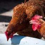 The Complete Guide To Chickens And Water
