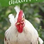 How to Create the Best Chicken Brooder for Your Flock