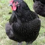 Top 15 Best Chicken Breeds For Egg Laying
