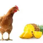 Can Chickens Eat Pineapple: What To Know Before Feeding