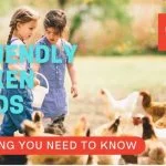 The 15 Friendliest Chicken Breeds That Love People