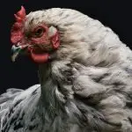 Ameraucana Chickens: The Complete Breed Care & Info Guide