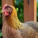 Welsummer Chicken: Care Guide, Color Varieties And More