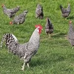 Plymouth Rock Chicken Care Guide: Varieties, Facts And More