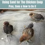 Using Sand As Coop Bedding: The Complete Guide