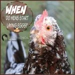 When Do Chickens Start Laying Eggs Breeds And What To Expect