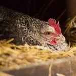 Easy Ways To Break A Broody Hen (The Complete List)