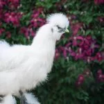 Top 15 Best Fancy Chicken Breeds