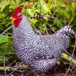Dominique Chicken Breed Guide: Care, Size, Feeding, & More