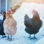 5 Best Chicken Coop Heaters: Buyer’S Guide & Top Picks