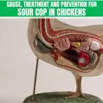 Sour Crop in Chickens: Symptoms, Treatment, And Prevention