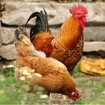 12 Common Chicken Predators (And How to Keep Your Flock Safe)
